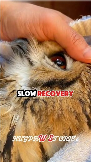 They Saved This Owl… And It Came Back to Say Thank You 🦉