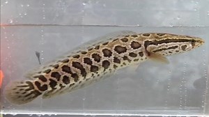 If you spot this snakehead fish, kill it immediately officials say