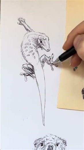 Little Gecko Sketch 🦎 | Daily Animal Drawing #animaldrawing