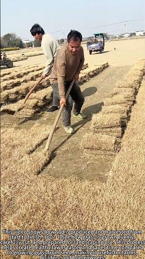 From Field To Lawn 🌱 Sod Harvesting