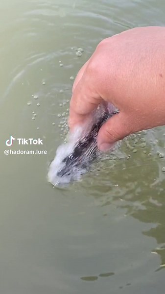 This electric lure bait is pretty so cool#fishing #lure #lureelectric #foryou