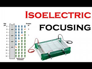 Isoelectric focusing in 2d gel electrophoresis