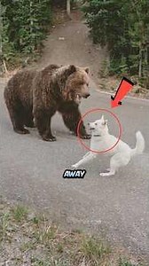 Grizzly Bears Are Not Invincible 😱 #nature #animals #scary