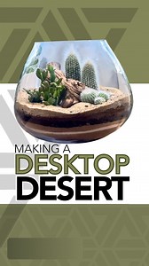 Latest desktop desert terrarium 🌵 #terrarium #plants #cactus #succulents | Johnathon Q Swanson