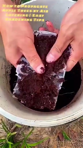 How to Propagate Apple Trees by Air Layering | Easy Gardening Tips