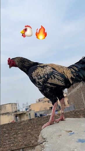 BLACK JAVA REAR BREEDER😱🦂