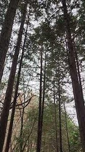 편백숲 산림욕_울산 북구 #국내여행 #아름다운풍경