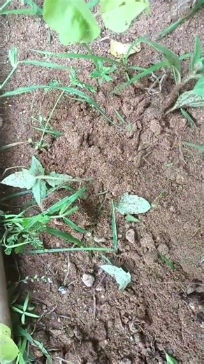 உழைப்பு தான் எல்லாம் #superhittamilsongs