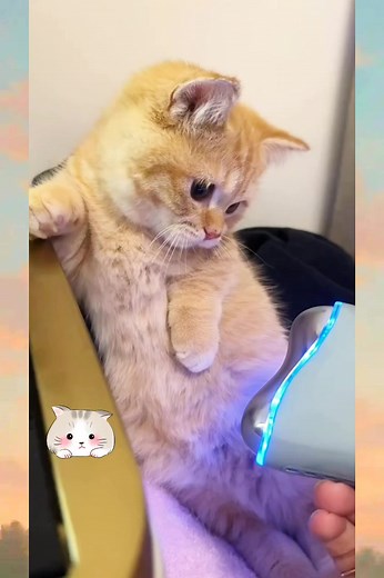 🐱 : Ganggu aja terus😾 #Mothersday #photography #photooftheday #Nature #openingday #WorldTheatreDay #Teatro #SRHvsMI #boomerang #pdiddy #airmax #csk #airmaxday #designinspiration #destination #sharktank #kickboxer #mumbaiindians | Rhy Saina Chan