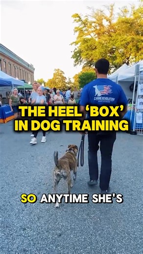 Did you know about this invisible heel box used in dog training? It is the general area the dog should be in when we are heeling - if the dog goes too far in front, too far to the side, or too far behind us and gets out of that general area - we are fair to issue our accountability until the dog returns back into proper position 🔥 Learn more about teaching your dog a proper heel position on our YouTube channel! Link in bio 🙌 #dogs #dogtraining #dogtrainer #dogtrainingtips | Canine Revolution D