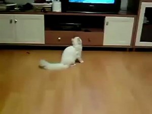 56K views · 1.5K reactions | Chasing the dot :-) | It's Kitty Cat Time | Facebook