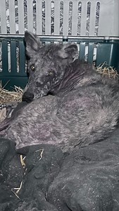 2.5K views · 589 reactions | When this mangy wolf was brought to...