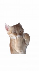 Et si les chats pouvaient expliquer la dépression mieux que des mots ? 🐾 Dans ce short, découvre une manière simple, touchante (et un peu drôle) de comprendre ce que ressent une personne en dépression. ⚡ Abonne-toi pour plus de vidéos avec des chats qui racontent des histoires de vie. 💬 Dis-moi en commentaire si tu t’es reconnu dans cette vidéo. #chat #depression #catmemes #explication #pourtoi | Chat t'raconte