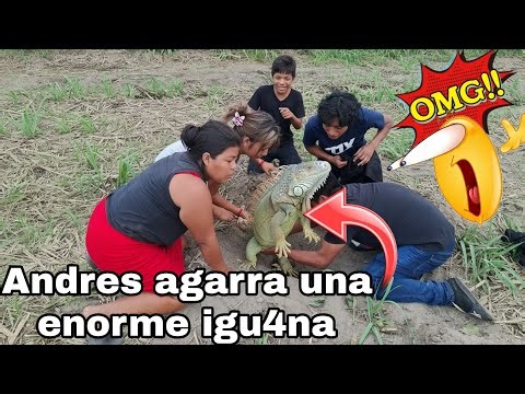 //Rosi shouts with joy😊Andres grabs a huge iguana in this gopher trap😱