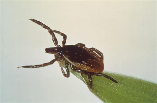 Why tick season is worse than usual and how to protect yourself