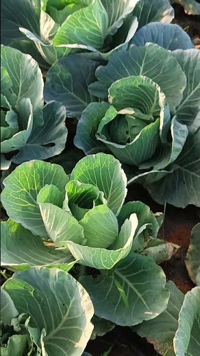 When and How Often Should You Fertilise Cabbage?