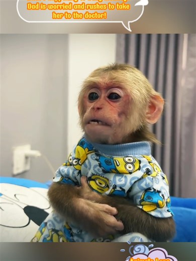 Caring Dad Monkey Rushes Baby to the Doctor