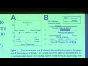 19. Descending systems and reflexes