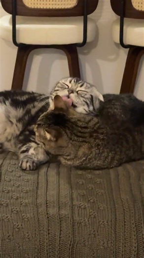 Just cat siblings showing some love