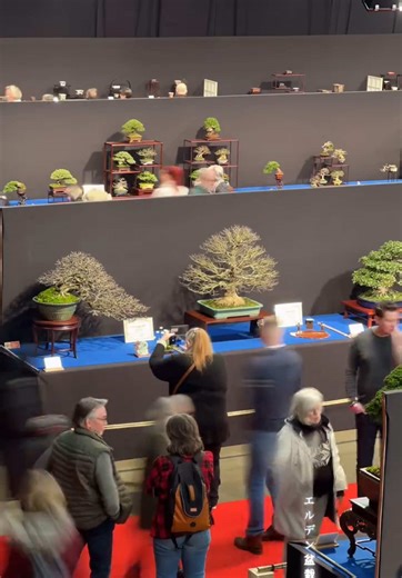 Explore Europe's Biggest Bonsai Show in Belgium