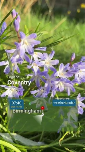 Fresh spring morning with flowers in bloom, captured with Weather & Radar!