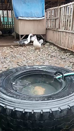 Caring for Bathing Ducks: Tips and Insights