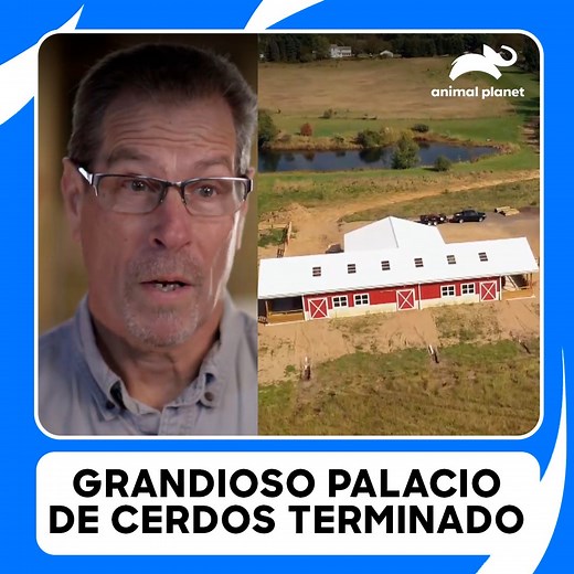 17K views · 227 reactions | Imponente espacio quedó listo para que los cerdos disfruten de un palacio hecho a su medida ✨ #RefugioenelGranero Disfruta el contenido de Discovery en #HBOMax Suscríbete ahora: https://bit.ly/MAX-AnimalPlanetLa | Animal Planet Latinoamérica | Facebook