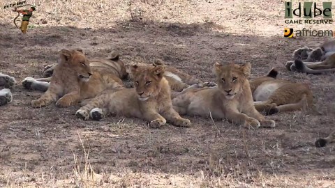 LIONS: Following The Pride 27: Back To Relaxing