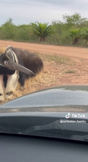 Anteater Family (@anteater.family)’s videos with original sound - Anteater Family