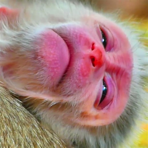 My Video 17 #cute #animals #fypシ #funny