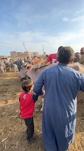 عجله انيه ب 46600 في سوق منوف يوم السبت اللي فات | اصل الريف المصري 4