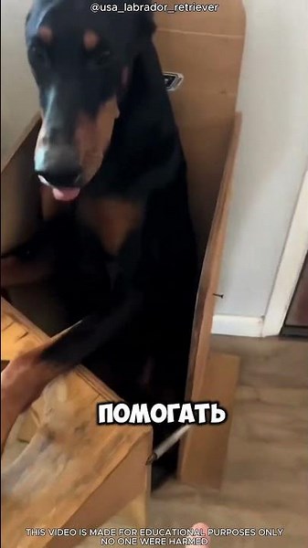 🐶❤️ Эта умная собака сама бежит в своё особенное. #short