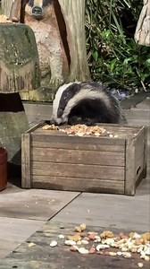 A wet and soggy Little Boo 🦡🐾🐾❤️ | Mr Lumpy & Friends.