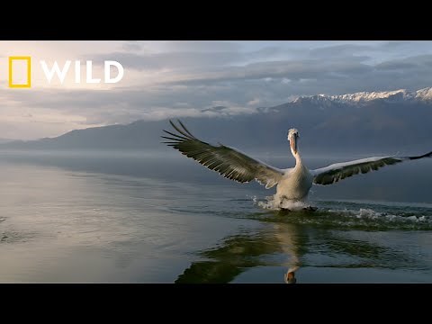 Κρυμμένα Θαύματα της Ευρώπης | Ελλάδα Trailer | Nat Geo WILD Greece