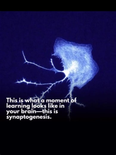 How Learning Rebuilds Your Brain: Synaptogenesis Explained