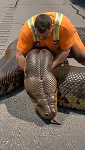 A huge snake blocks freeway - AI story | Science, Tech and Universe