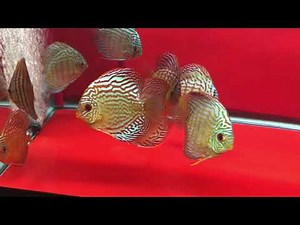Blue and Red Turquoise Discus