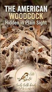 Master at camouflage and sound: The American Woodcock. #birdwatching #birdlovers #woodcock #birders