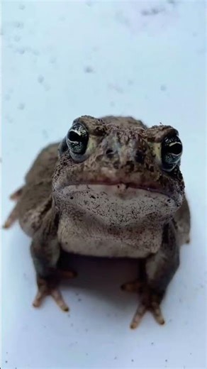 Toad kisses inbound ⚠️ #froghelp #toad #toads #toadsofinstagram #frog #frogs #angrytoad #reptiles