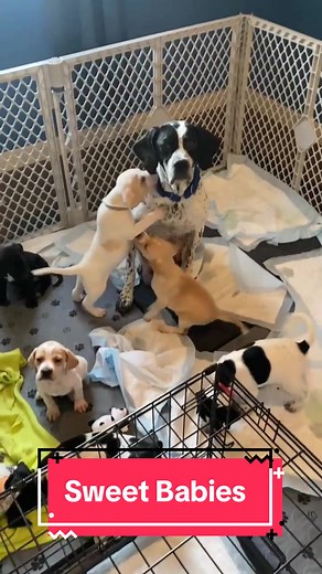 Pointer Rescue Org on TikTok