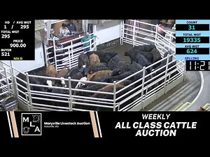 3/7/2024 -Maryville Livestock Auction - Cattle Auction