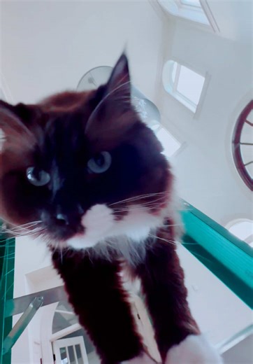 Practicing to be a circus star, how did I do? #catsoftiktok #cool #ragdoll #fun #cat #meow #springbreak #fyp #cute #anime #beauty #capcut #duet #explore #fypシ #gaming #humor #i #jokes #kpop #lol #movie #gymnastics #juggling