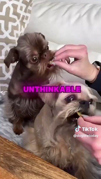 Meet the Brussels Griffon - Small Dog with Big Personality