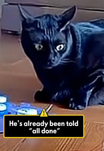 Suspicious Timing: Talking Black Cat Reacts