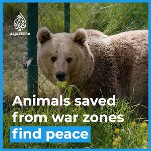 Dozens of animals rescued from war zones find peace in Jordan 🐯🐻🦁 | Al Jazeera English
