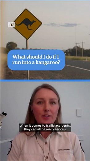 Should I stop if I hit a kangaroo? | ABC News