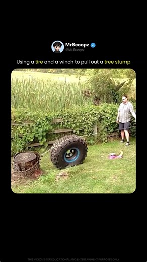 A Simple Trick to Remove a Stubborn Tree Stump 🛞