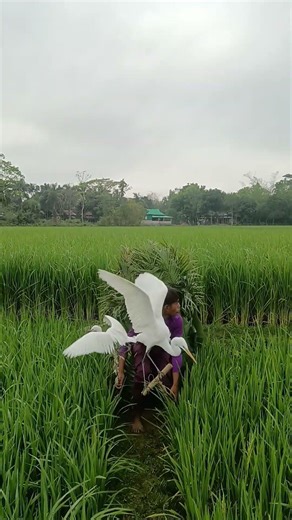 Live Bird Catching in Paddy Field 🐦🔥 | Traditional Village Life”