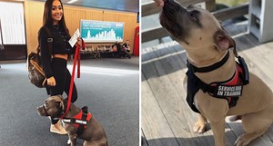 Delta Relaxes Rules on Emotional Support Animals, Not on Pit Bulls as On-Board Service or Support Animals