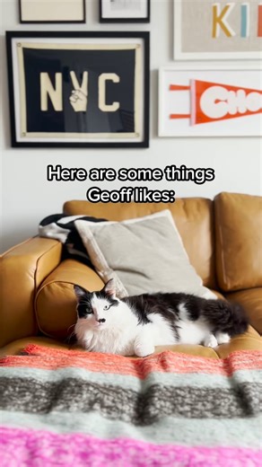 Ok. This is Geoff. | Maxine the Fluffy Corgi